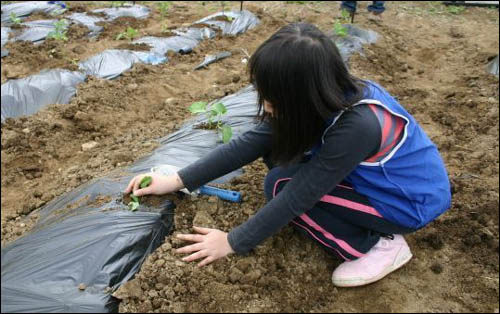 다섯 살 유치원생 효준이부터 6학년 큰누나 연주까지 모두모두 자기 이름으로 된 텃밭의 자랑스러운 주인이 되었습니다. 물도 듬뿍 주고, 잘 자라라고 소곤소곤 이야기도 들려주며, 앞으로도 잘 돌보겠다는 약속을 마음속으로 꼭꼭 눌러두었습니다. 